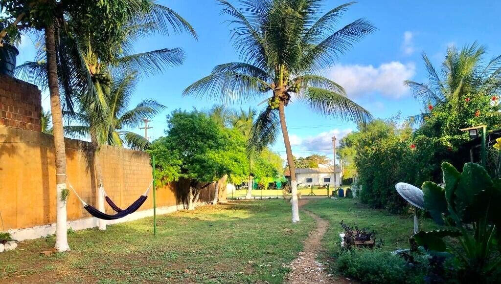 A garden with palm trees, a hammock, and a satellite dish.