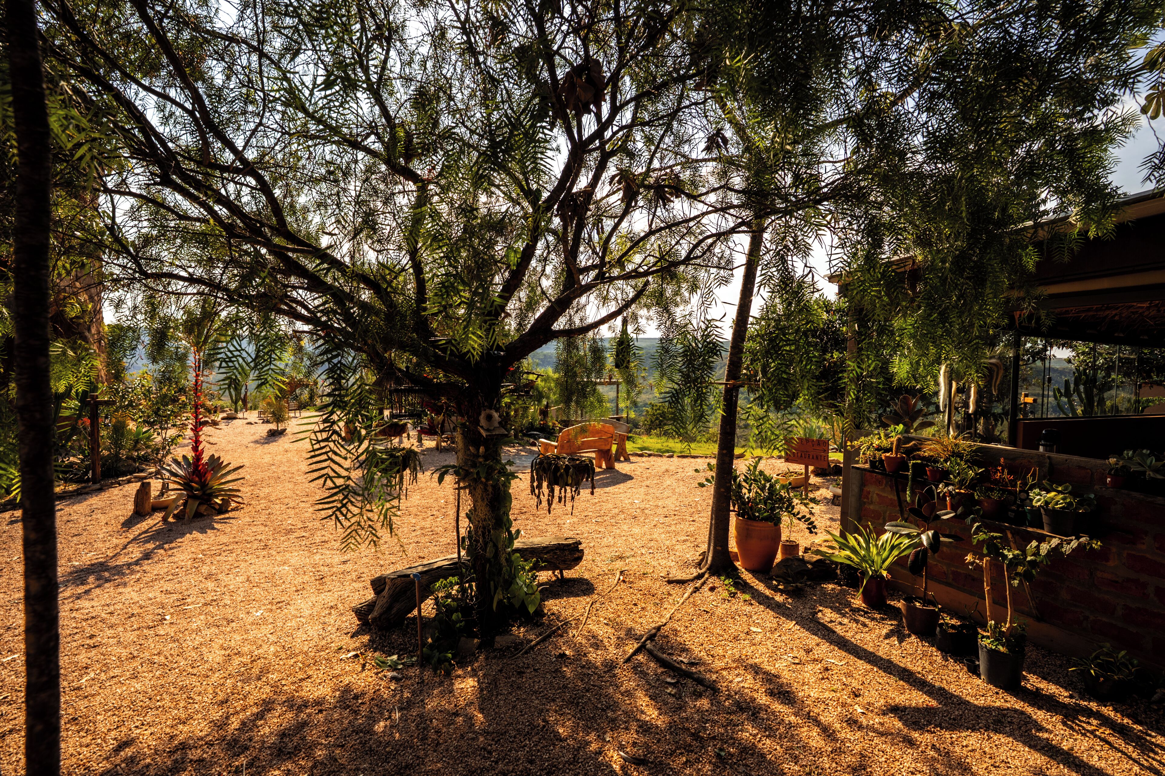 A garden with a large tree, a wooden bench, and various potted plants.