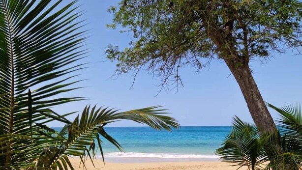 Una spiaggia con palme e una vista limpida sull'oceano.