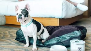 A hotel room with a bed, a person lying on it, and a dog sitting on the floor.