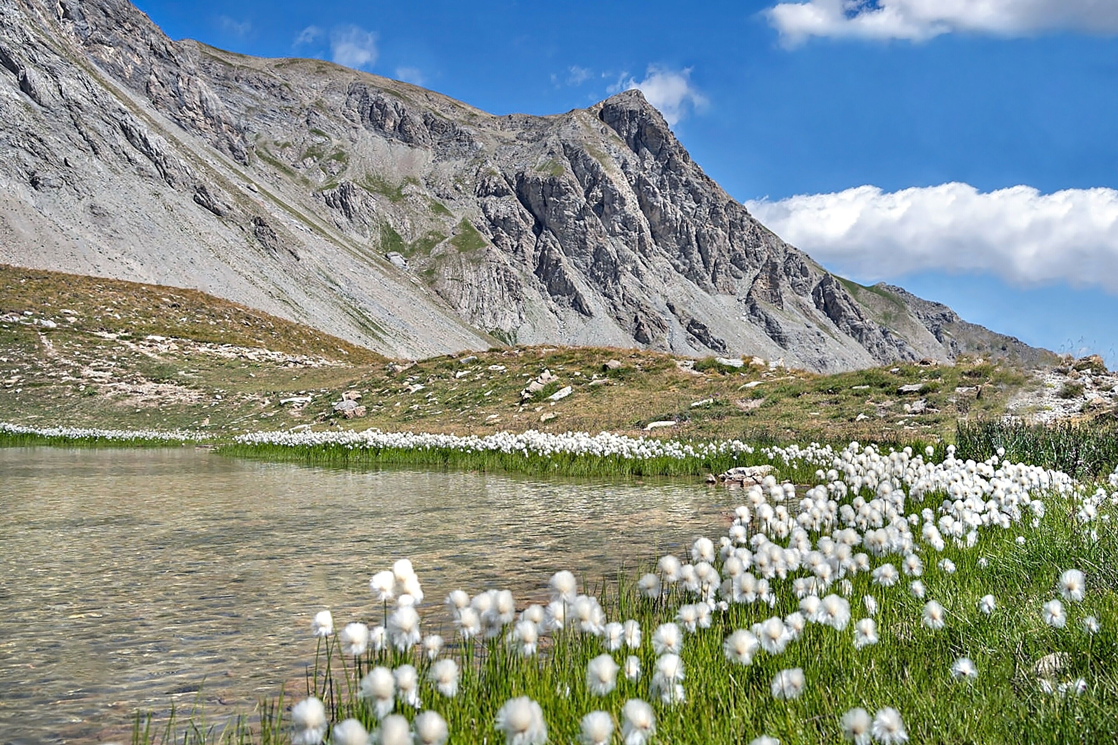 A mountainous landscape with a lake and white flowers in the foreground.