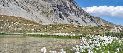 A mountainous landscape with a lake and white flowers in the foreground.