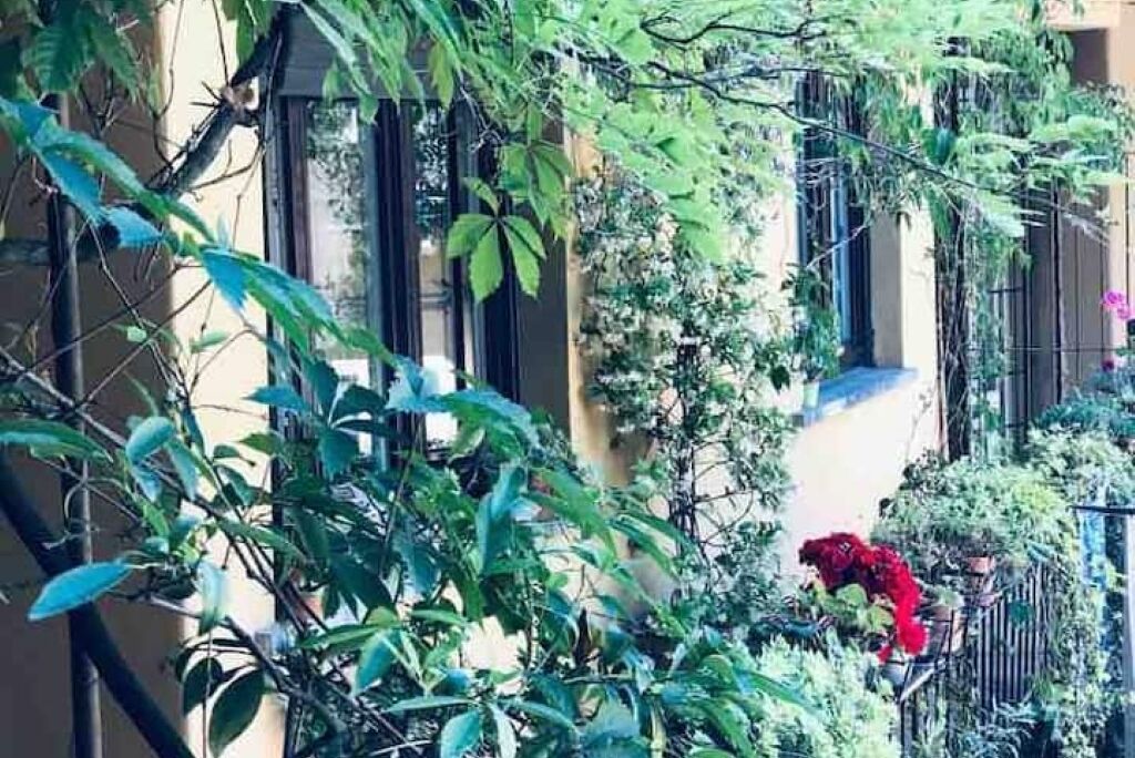 A balcony with dense foliage and a red flower pot.