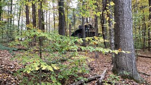 A forested area with a cabin surrounded by trees and fallen leaves.