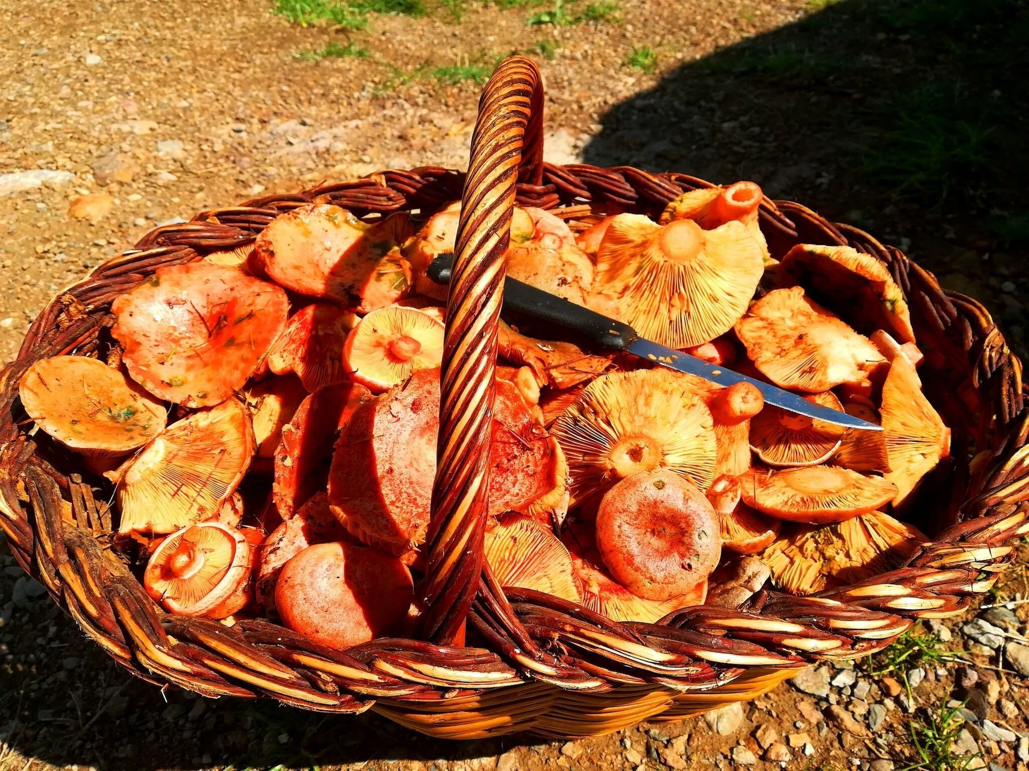A basket filled with various mushrooms.