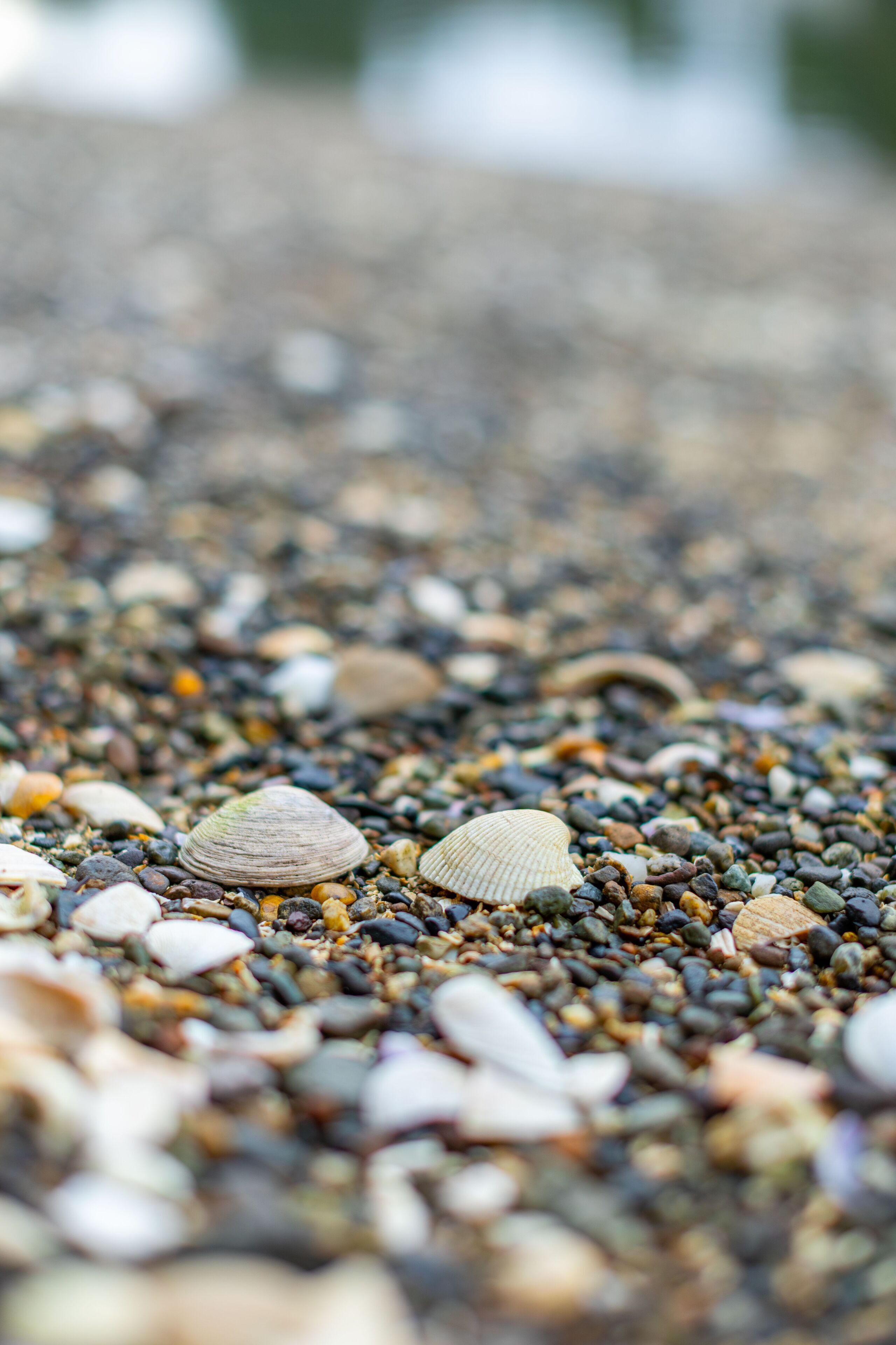 Ein Nahblick auf einen Kiesstrand mit verschiedenen Muscheln und Steinen.