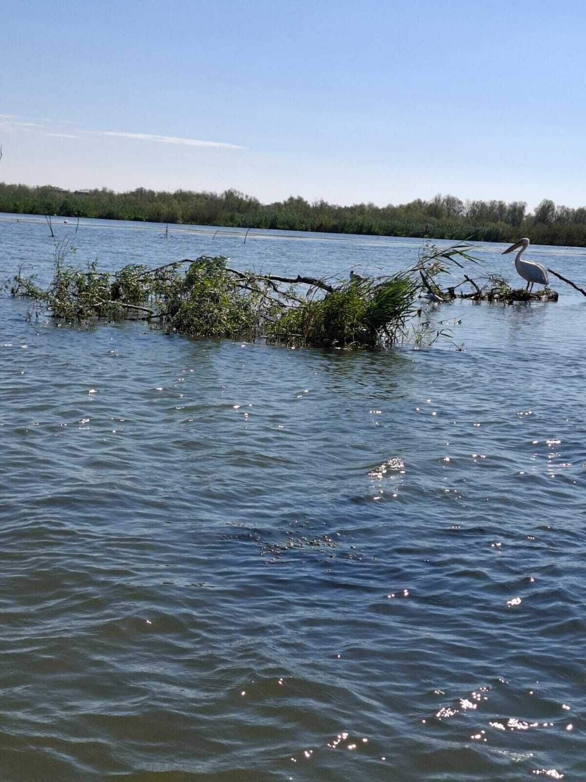 A body of water with a fallen tree branch and a bird on it.