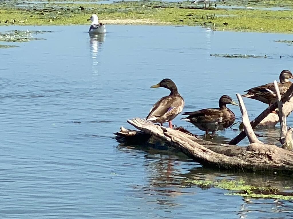 A group of ducks on a log in a calm body of water.