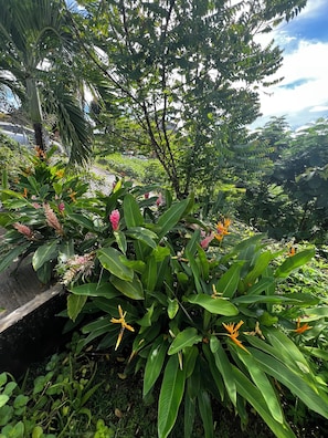 Property grounds - Plaisance et Fleurs" apartment with jacuzzi, quiet cocoon. Rated 3 ⭐️⭐️⭐️ (Le Vauclin)