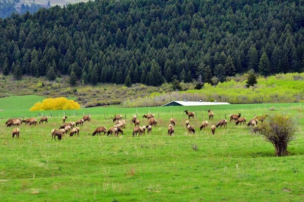 A herd of cattle grazing in a green field with a forested hill in the background and a barn. - The Lodge at Four Peaks Ranch (Gallatin County)