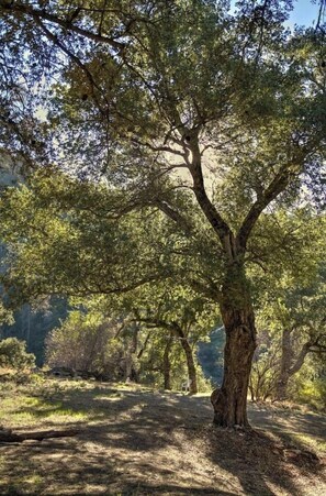 Miscellaneous - Peaceful Mountain Tent Escape at Harrison Ranch (Pauma Valley)