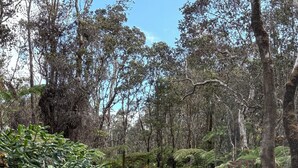 Un sendero de grava serpentea por un área boscosa con helechos y árboles.