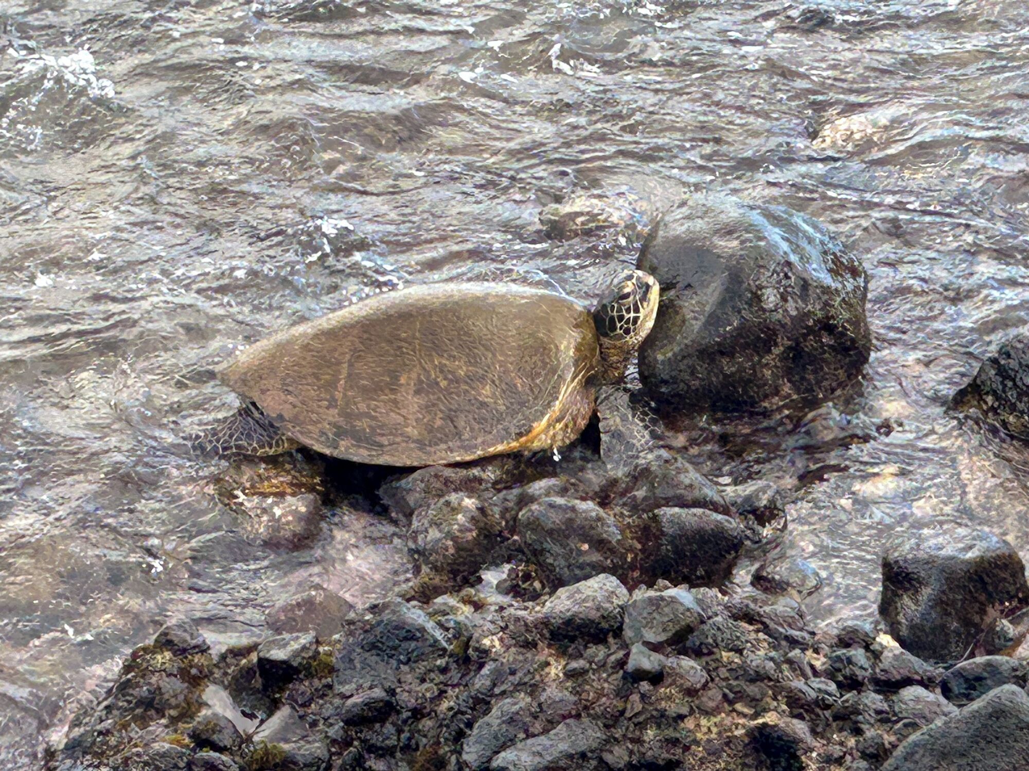 Eine Schildkröte auf Felsen im Wasser.