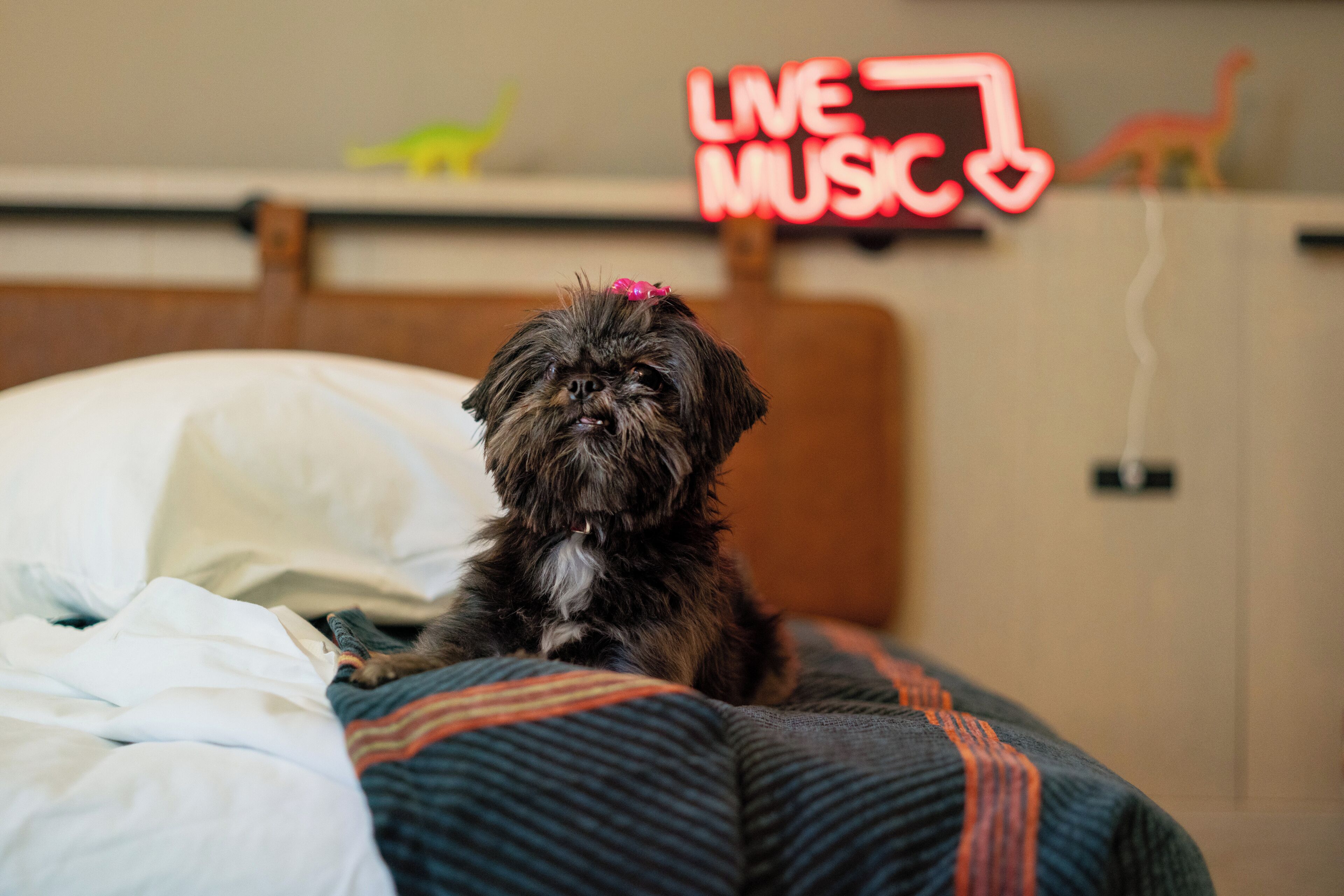 A small dog sitting on a bed with a striped blanket.