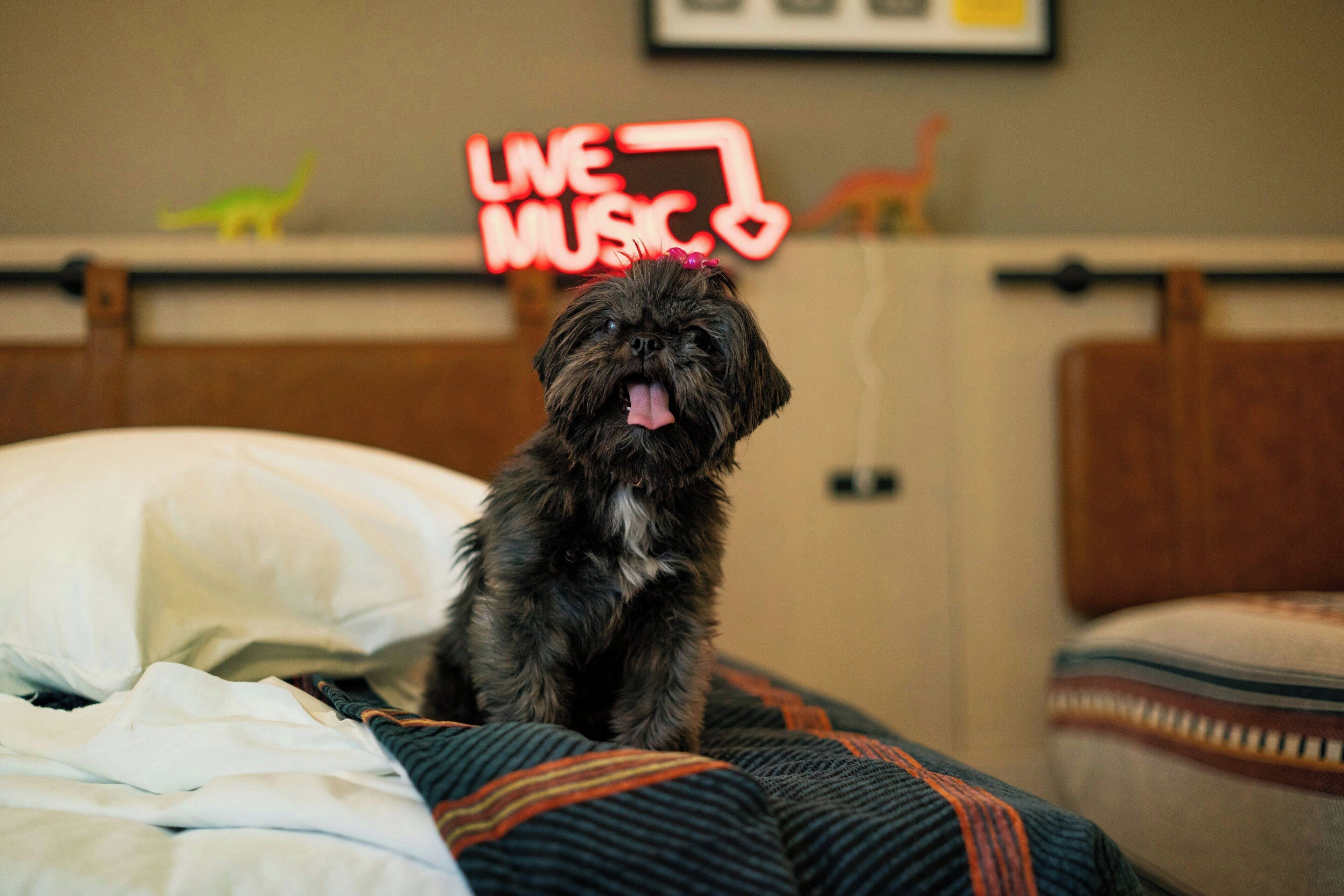 A dog sitting on a bed with a neon sign in the background.
