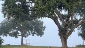 A large tree with a gazebo in a grassy field. - Cozy 2-bedroom Lakehouse in charming Avon Park (Avon Park)