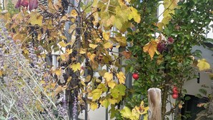 Ein Weinberg mit Reben und einigen roten Äpfeln, umgeben von verschiedenen Pflanzen und einem Gebäude im Hintergrund.