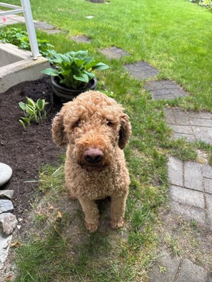 Property grounds - Cute and cozy suite - perfect for short stays! (Salmon Arm)