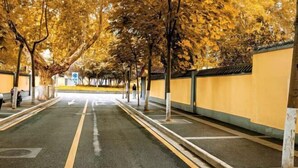 Une rue bordée d’arbres, avec un chemin dégagé et un bâtiment à la façade jaune.