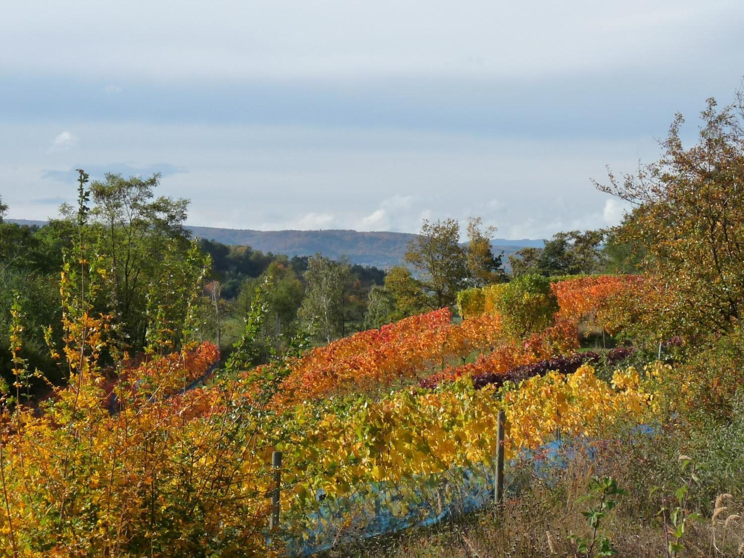 Un vignoble avec des rangées de vignes et un paysage vallonné en arrière-plan.