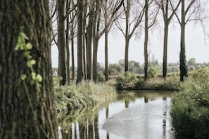 A serene riverside scene with tall trees and a calm water body.