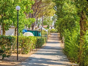 A narrow paved path flanked by lush greenery and trees, leading to a building with a white facade and a green awning.