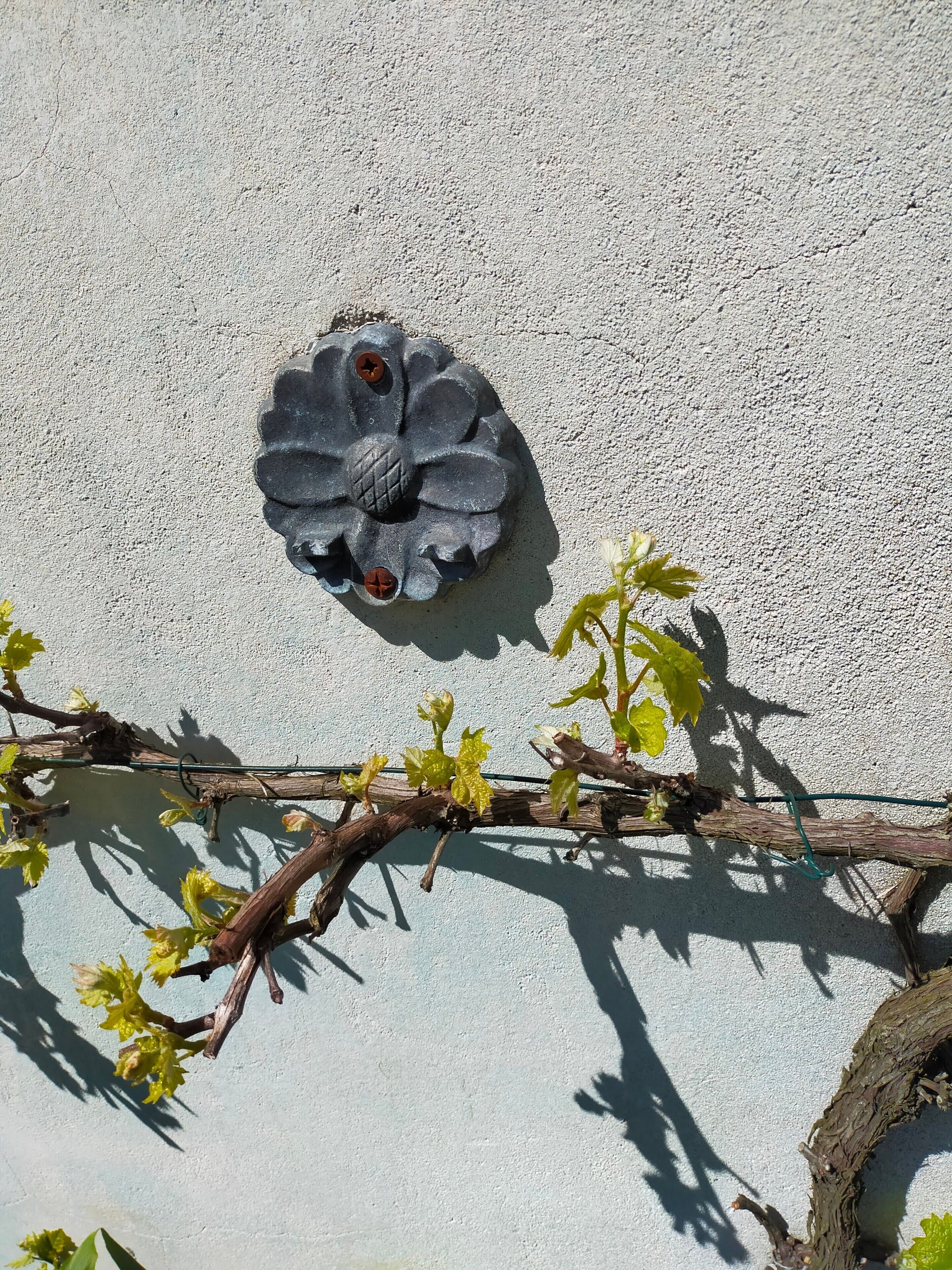 Een aan de muur bevestigd bloemvormig object met een structuur, een klimplant met groene bladeren en een schaduw op de muur.