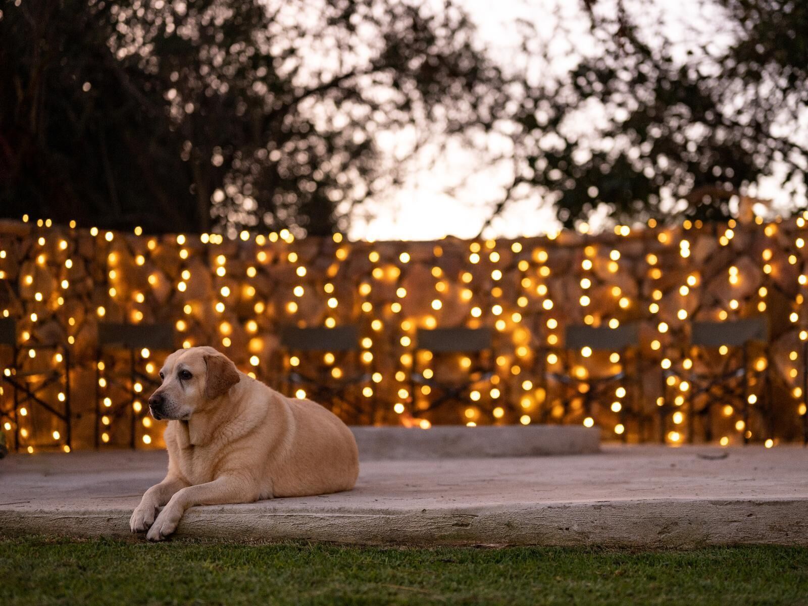 Un perro sentado en un borde de hormigón con luces de cuerda al fondo.