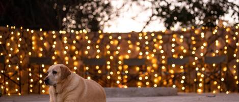 Un perro sentado en un borde de hormigón con luces de cuerda al fondo.