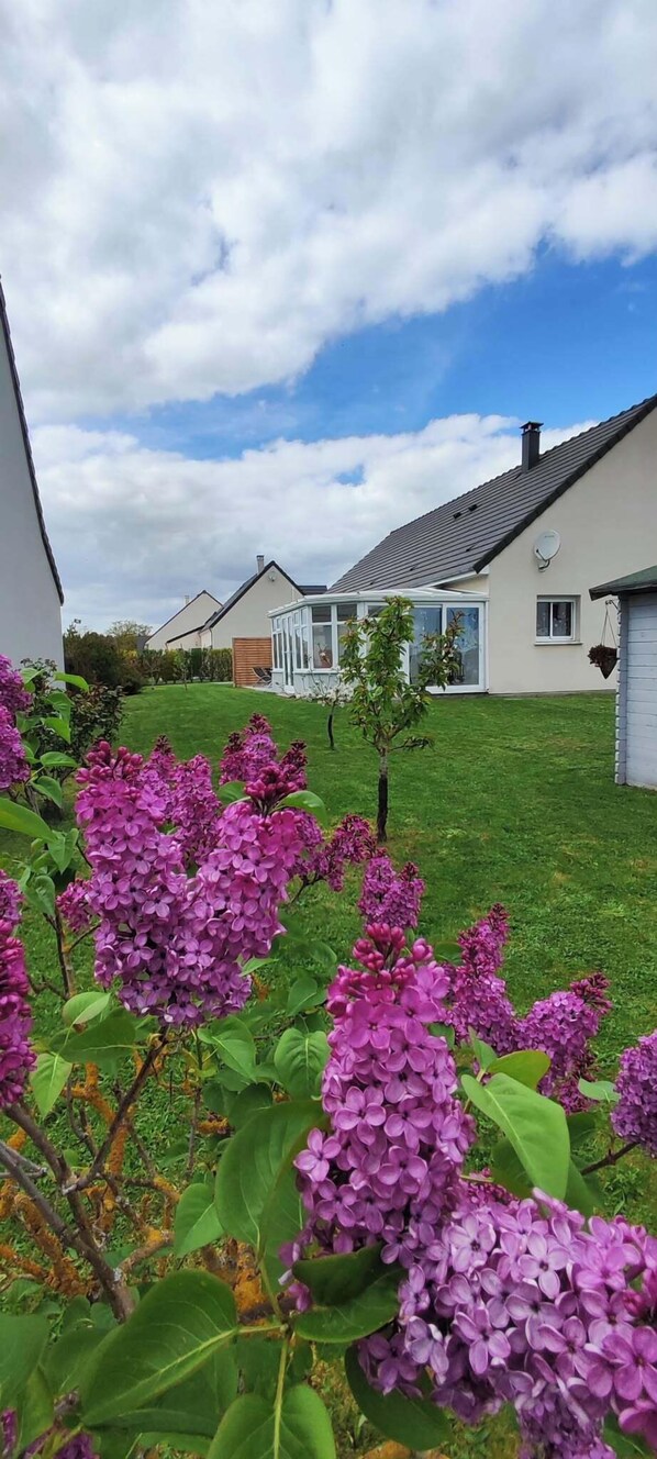 A residential area with houses, a lawn, and purple flowers in the foreground.