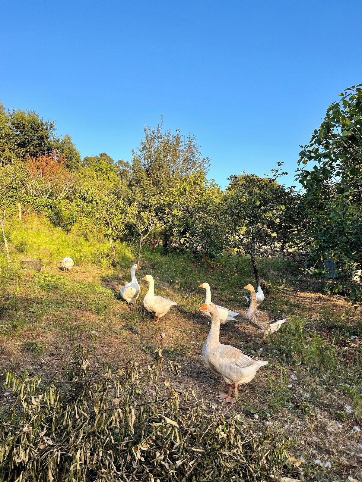 Imagen de perfil del propietario o de la propietaria