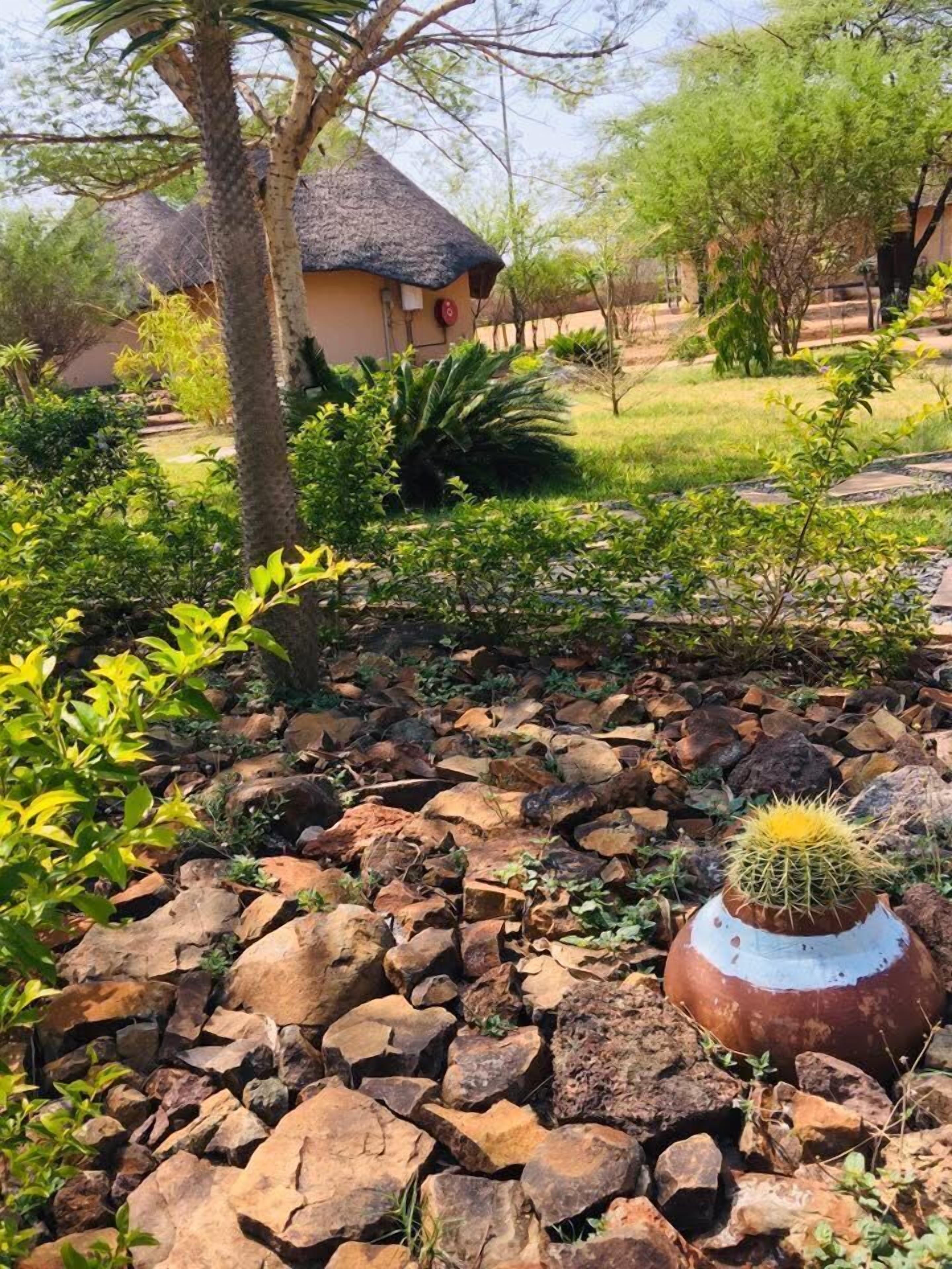 Un jardín con un cactus en maceta, rodeado de rocas y diversas plantas.