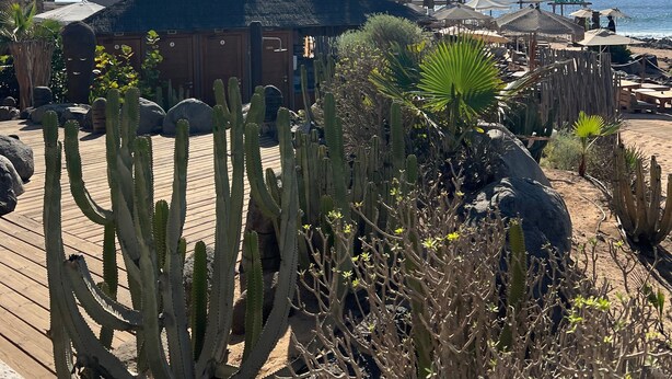 Woestijnlandschap met cactussen, palmbomen en een houten terras.