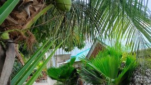 Un espacio exterior tropical con palmeras, un muro de piedra y un camino de hormigón.