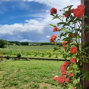 Property grounds - Le Castèl de Lamothe - Comfort and modernity amidst vineyards, breathtaking views (Sauternes)