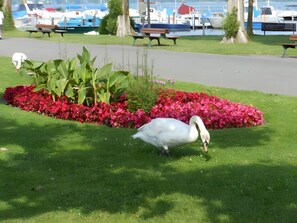 A park with a swan, benches, and boats in the background. - Apartment Type B 2, 42 sqm, 1 Bedroom, Max. 2 Guests (Uhldingen-Mühlhofen)
