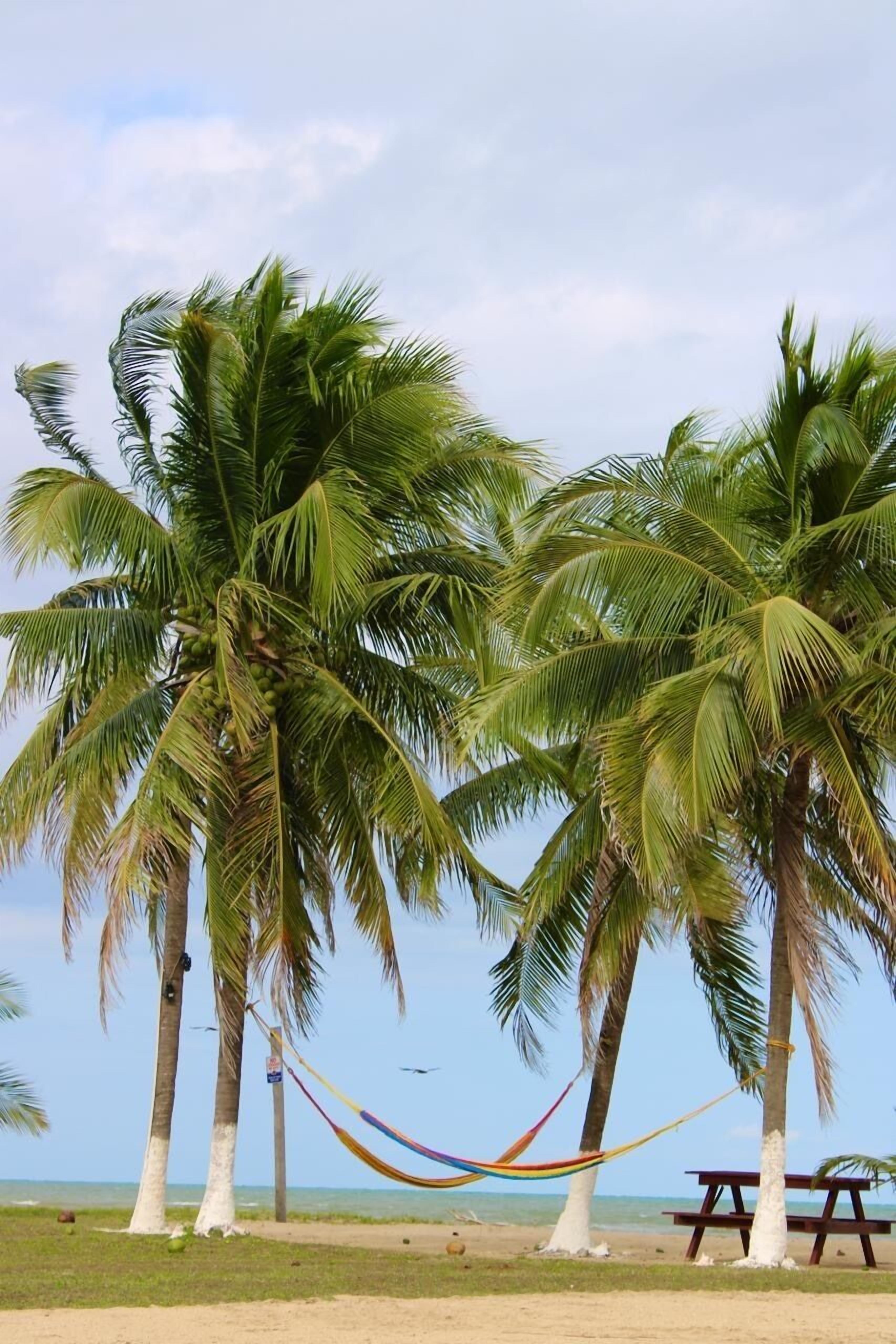 A beach scene with palm trees, a hammock, and a picnic table.