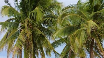 A beach scene with palm trees, a hammock, and a picnic table.