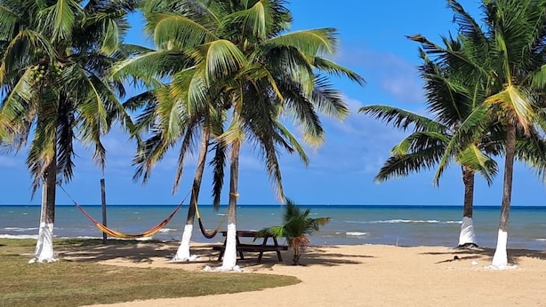 A beach with palm trees, a hammock, and a wooden bench. - Sunshine Cabanas At Ocean View (Dangriga)