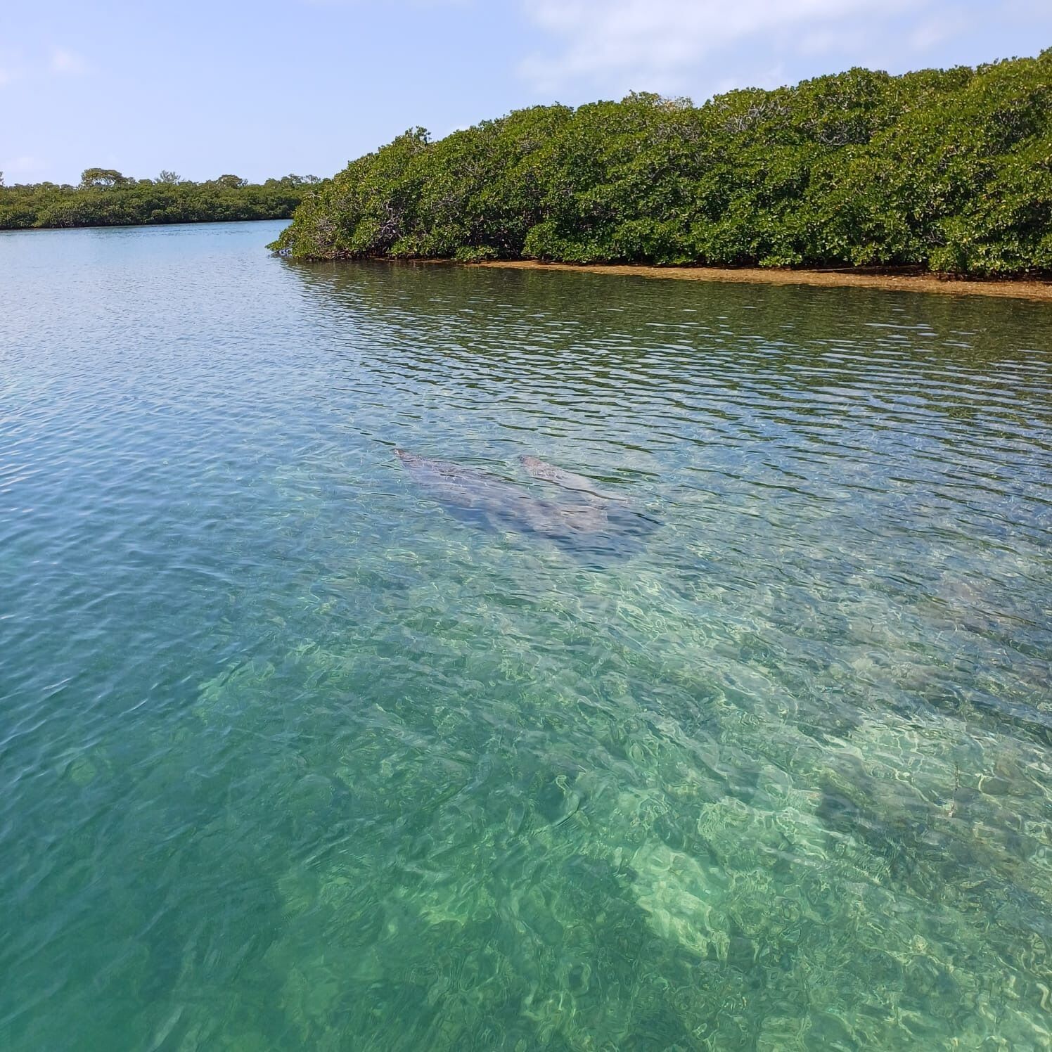 Vista despejada de una masa de agua bordeada por manglares, con superficie acuática cristalina.