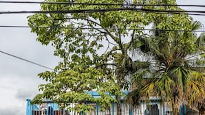 Un edificio de dos pisos con barandillas y puerta azules, que presenta un balcón y un árbol en la parte delantera.