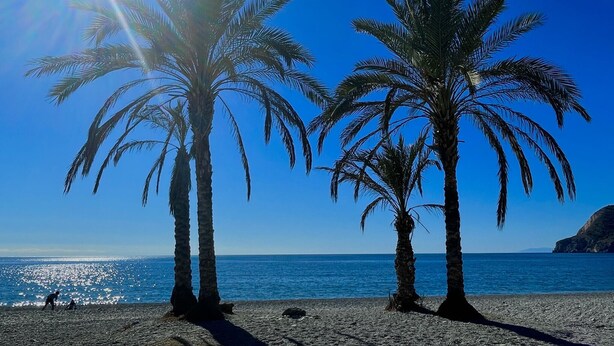 Ein Strand mit Palmen und dem Meer.