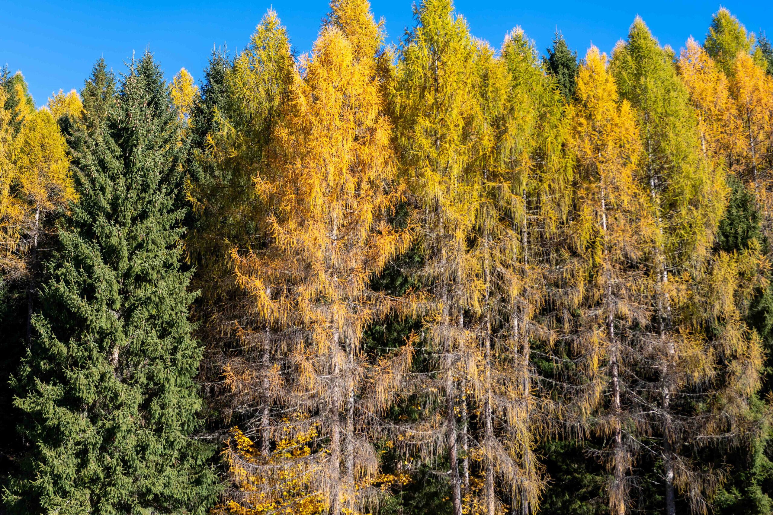 A dense forest of trees with varying foliage colors, indicating a mix of evergreen and deciduous species.