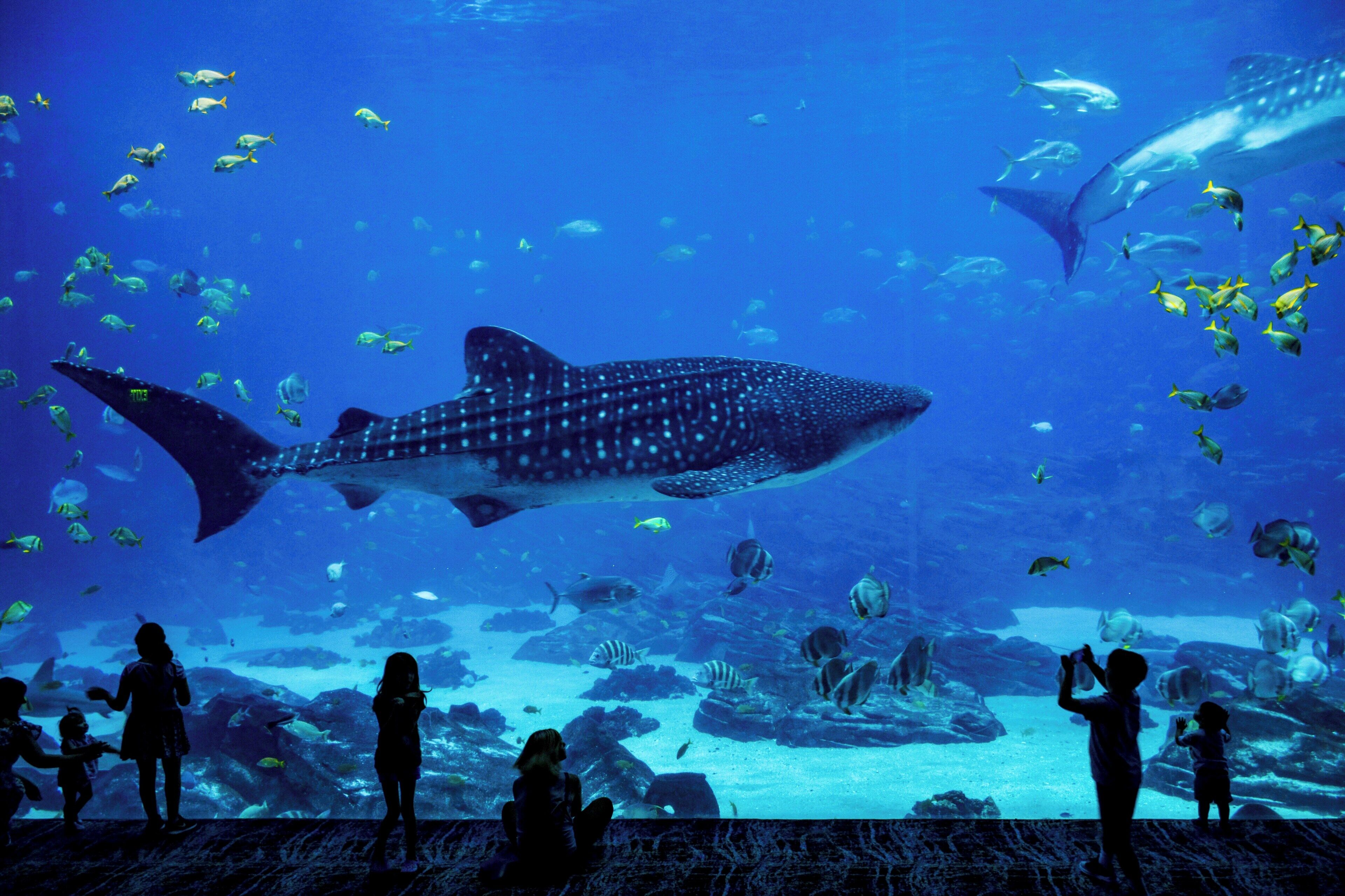 Un acuario con una gran tinaja y diversas especies de peces.