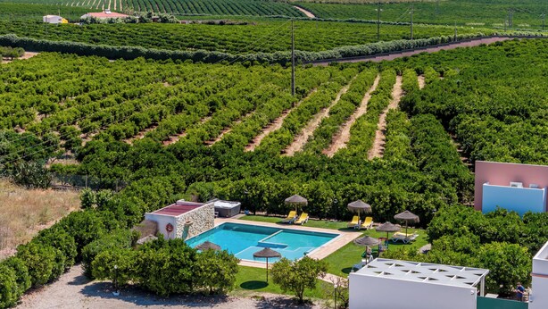 Un vignoble avec des rangées de vignes, une piscine et un petit bâtiment doté d’un toit rouge.