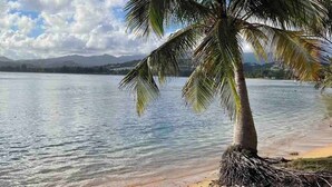 A beach with a palm tree and calm water. - Beachfront, Spacious Home, Private Luxury Pool! (Palmer)