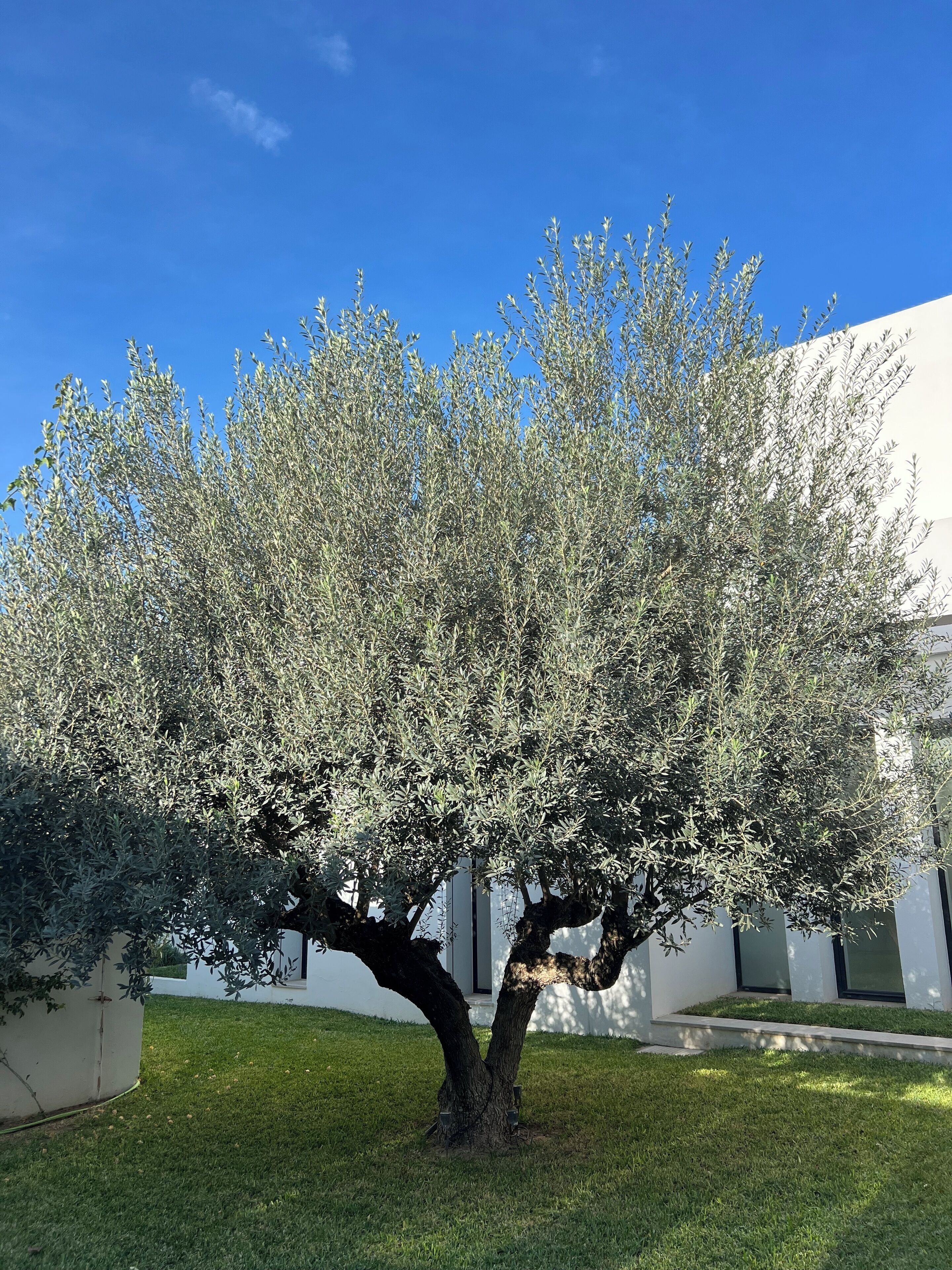Un arbre aux feuillages denses se dresse devant un bâtiment à la façade blanche et aux grandes fenêtres.