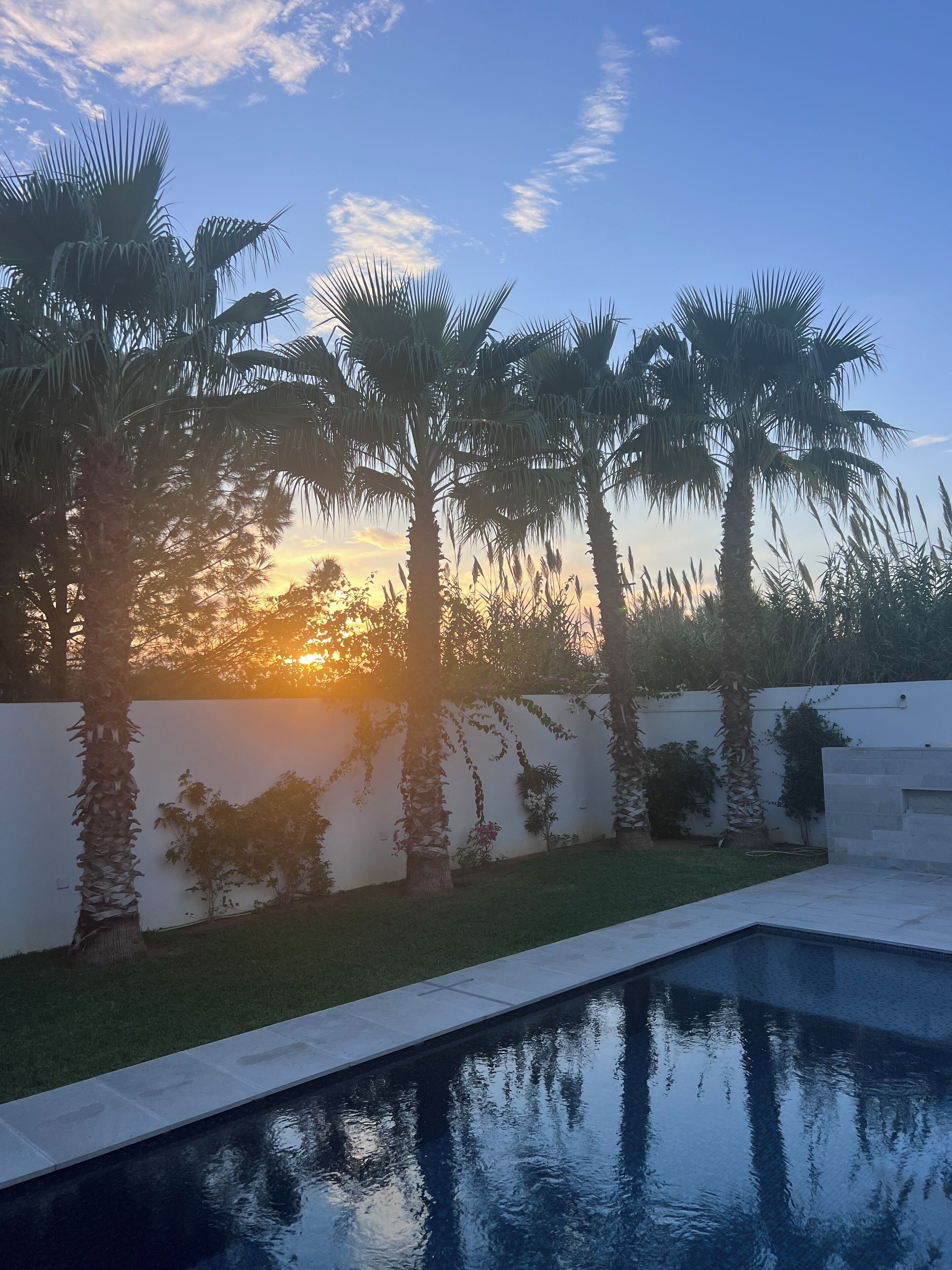 A swimming pool with a white wall and palm trees in the background.