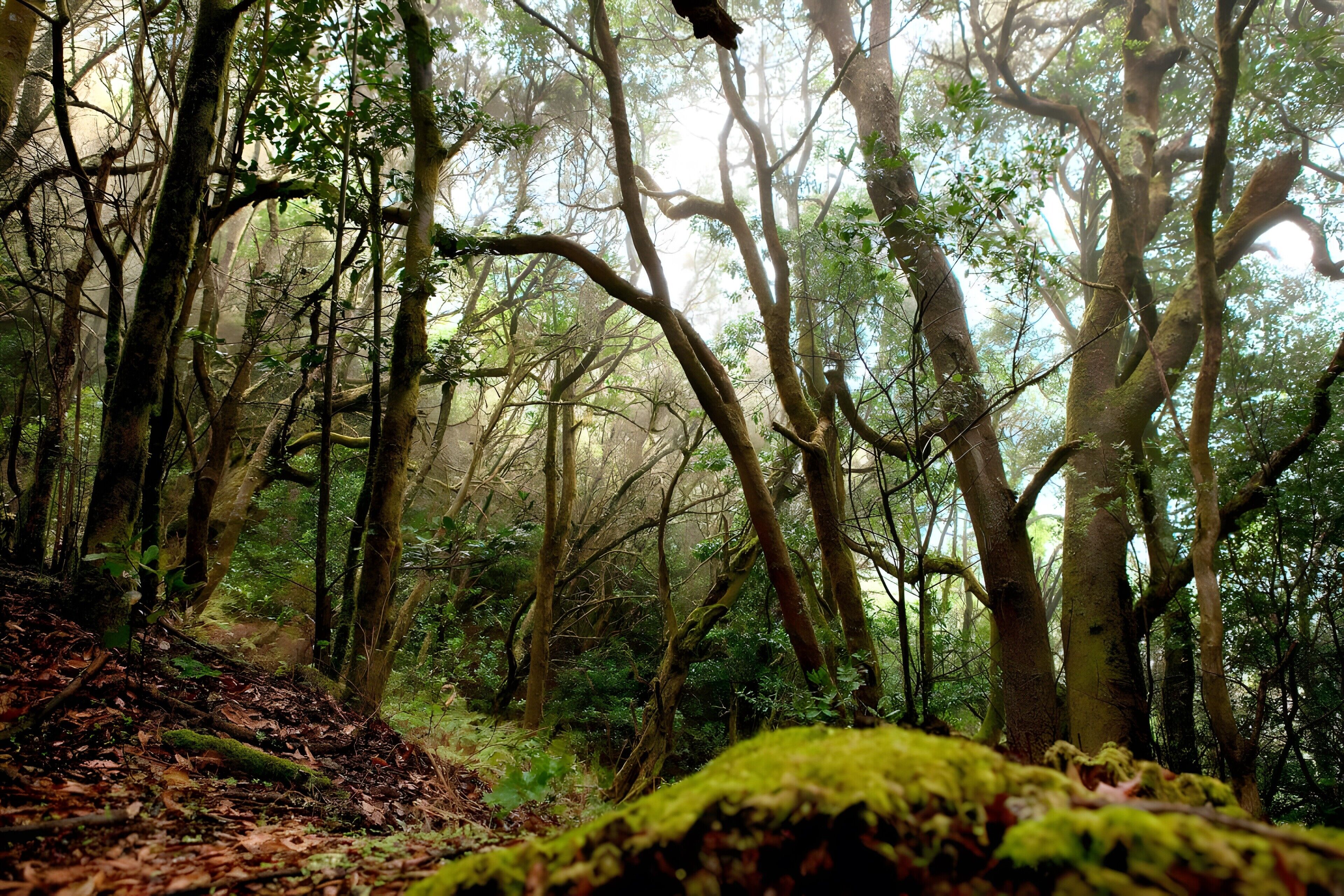 A dense forest with tall trees and a moss-covered log.