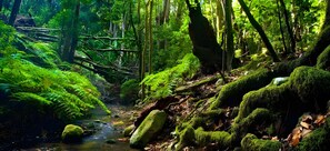 A forested area with a stream, moss-covered rocks, and dense foliage.